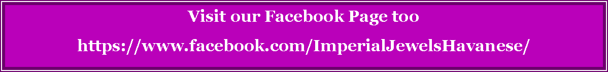 Text Box: Visit our Facebook Page toohttps://www.facebook.com/ImperialJewelsHavanese/