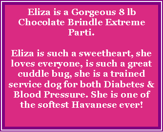 Text Box: Eliza is a Gorgeous 8 lb Chocolate Brindle Extreme Parti.  Eliza is such a sweetheart, she loves everyone, is such a great cuddle bug, she is a trained service dog for both Diabetes & Blood Pressure. She is one of the softest Havanese ever!