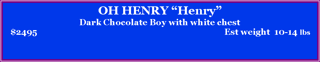 Text Box: OH HENRY HenryDark Chocolate Boy with white chest   $2495                                                                                      Est weight  10-14 lbs  