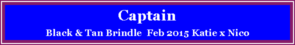 Text Box: CaptainBlack & Tan Brindle  Feb 2015 Katie x Nico