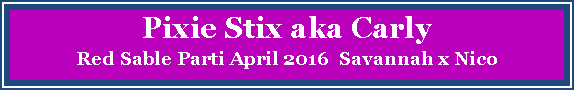 Text Box: Pixie Stix aka CarlyRed Sable Parti April 2016  Savannah x Nico