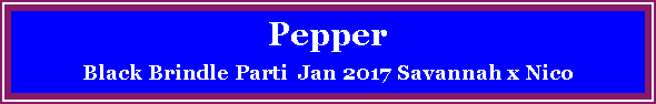 Text Box: PepperBlack Brindle Parti  Jan 2017 Savannah x Nico