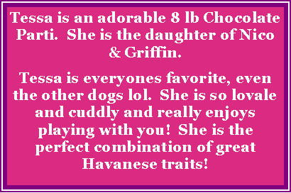 Text Box: Tessa is an adorable 8 lb Chocolate Parti.  She is the daughter of Nico & Griffin.Tessa is everyones favorite, even the other dogs lol.  She is so lovale and cuddly and really enjoys playing with you!  She is the perfect combination of great Havanese traits!